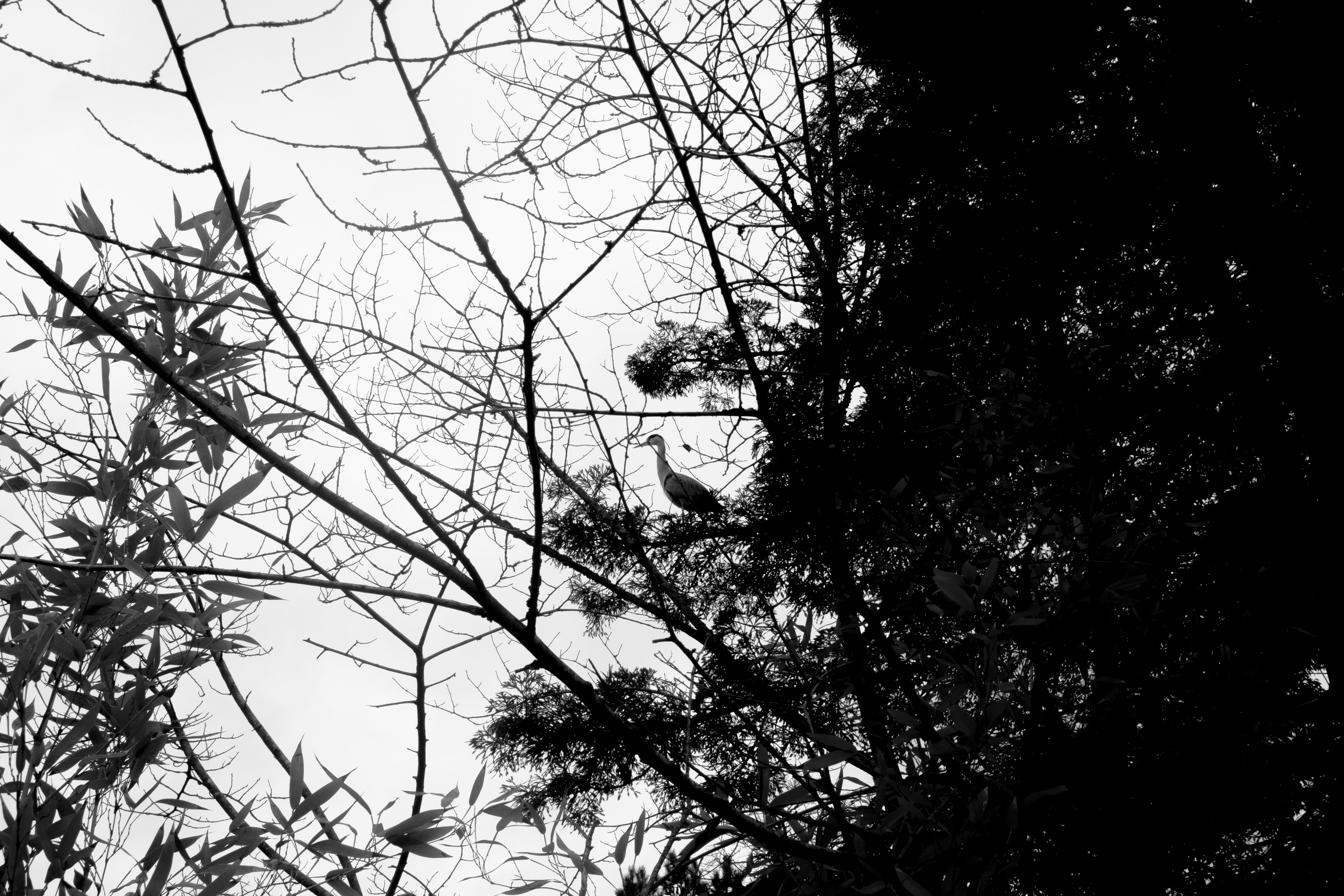 ch_semplicephoto15